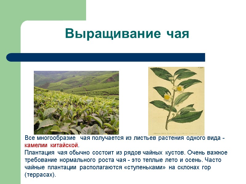 Выращивание чая Все многообразие  чая получается из листьев растения одного вида - камелии